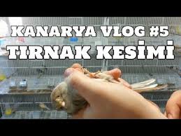 hobihanem kanarya vlog 5 tirnak kesimi 13 03 2017 youtube tirnak youtube tirnak