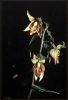 Image result for Epipactis africana