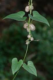 Image result for Polystachya cultriformis