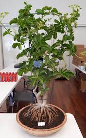 Image result for Cyphostemma quinatum