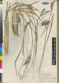 Image result for Andropogon amethystinus