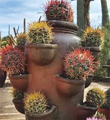 Stenocereus eruca, commonly known as the creeping devil, is a member of the family cactaceae. Article About The Haag Cactus Garden From Tcss