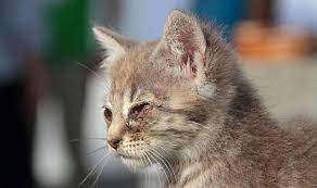 Tanda tanda kucing akan mati memang membuat kita merasa sedih jika kita sedang melihatnya, kita harus tau lebih awal sebelum kucing akan mati. Jangan Biarkan Mata Kucing Bengkak Terlalu Lama Cari Tahu Penyebab Utama Dan Cara Mengobatinya Pintarpet Line Today