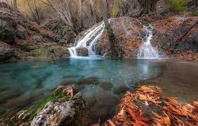 لبخند سبز - بیشه پیرتو