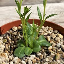 Image result for Aeollanthus