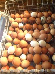Did You Know You Can Wash And Sanitize Lots Of Eggs In Your Dishwasher Top Shelf Delicate Cycle No Detergent Cool Water Backyard Animals Farm Life Eggs