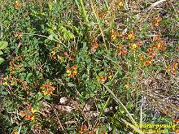 Image result for Crotalaria pisicarpa