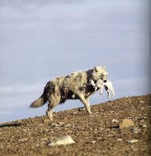 The arctic hare is an important food item for almost every predator that exists in the northern part of the. Pin By Maeve Worth On Wolves Arctic Animals Dog Skull Wolf Dog