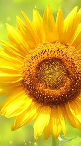 Here are 13 awesome wallpapers you will love. Iphone Wallpaper Yellow Sunflower My Hd Backgrounds