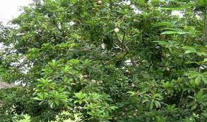 Maybe you would like to learn more about one of these? Kenali Jenis Jenis Pokok Yang Biasa Dihuni Hantu Kaki Kecoh