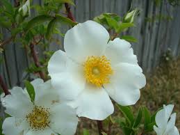 Image result for Rosa laevigata