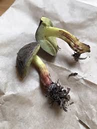 Image result for Xerocomellus diffractus