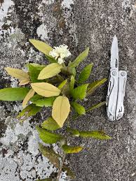 Image result for Trichocladus