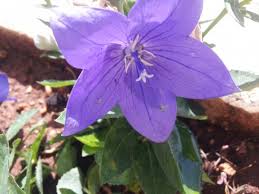 La pianta della viola fu scelta dai greci come simbolo di fertilità. Campanule Campanelle