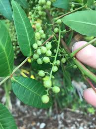 Image result for Anacardiaceae