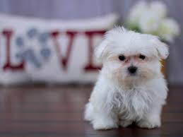 The search tool above returns a list of breeders located nearest to the zip or postal code you enter. Visit Our Maltese Puppies For Sale Near Westerville Ohio