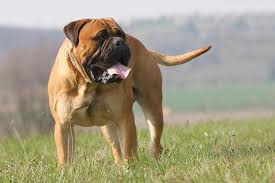 Browse and find bullmastiff puppies today, on the uk's leading dog only classifieds site. Bullmastiff Dog Breed Information