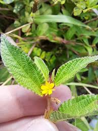 Image result for Corchorus aestuans