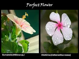 Male and female parts of gumamela flower. Flowers Are Modified Twigs Adapted Primarily For Reproduction Which Ultimately Forms The Fruit And The Seed Ppt Video Online Download