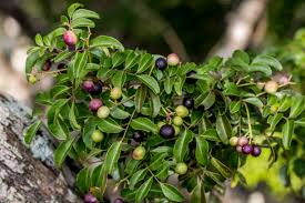 Image result for Dovyalis lucida