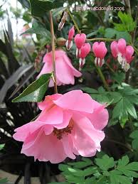 Today S Bloom Is Camellia Taylor S Perfection Camellia Beautiful Flowers Plants Pink Flowers