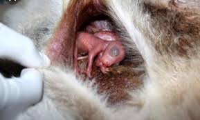 This ability to suspend a pregnancy is called embyonic diapause and almost all kangaroos and wallabies are capable of it. Baby Kangaroo Entering It S Mother S Pouch 9gag