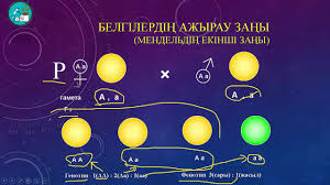 Мендельдің бірінші және екінші заңдары туралы түсінік беру. 3shi Tegin SabaÒ› GenetikalyÒ› Esepter Youtube