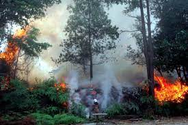 Katanya, di selangor, hampir setiap bulan bomba menerima laporan dan melakukan pemadaman pembakaran terbuka. Sarawak Mahu Semua Pembakaran Terbuka Dihentikan Semasa Mstar