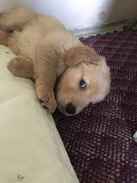 4,835 likes · 13 talking about this. Golden Retriever Puppies Middlebury Vt The Y Guide