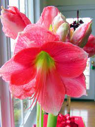 Susan Amaryllis With 8 Buds On 2 Stems The Bulb Was 7 At Walmart Amaryllis Flowers Amaryllis Day Lilies
