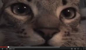 These tiny parasites can be extremely itchy and lead to. What Is Feline Cerebellar Hypoplasia Life With Cerebellar Hypoplasia Cats