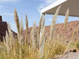 The acritical grass wall which you can be used for interior. 8 Best Ornamental Grasses To Add Privacy To The Garden