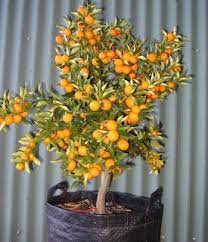 Gardeners can grow their own food, even in the smallest of areas. Kumquats Great Indoor Citrus Bonsai Fruit Tree Dwarf Fruit Trees Fruit Trees Backyard