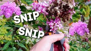 Deadhead Your Phlox For More Flowers Youtube