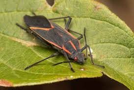 We did not find results for: How To Get Rid Of Boxelder Bugs Permanently Inside Outside Pestbugs