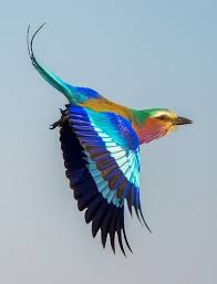 Beautiful Birds In Flight Images Beautiful Colorful Bird Flying Peteditor Pet And Animal Photo Editor Birds Flying Photography Birds Flying Pretty Birds