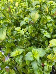 Image result for Rungia