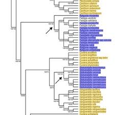 Image result for Rytigynia monantha