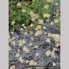 Image result for Helichrysum buchananii