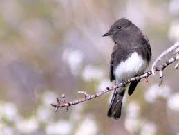 Black And White Birds In California Black Phoebe Glendora Ca December 2014 Bird Life List Backyard Birds Black Bird