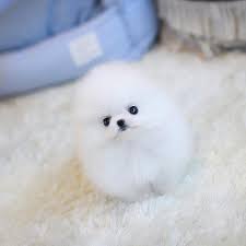 Buy and sell on gumtree australia today! Teacup Pomeranians For Sale