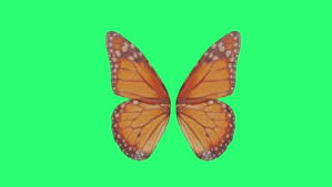 Dan buat download gambar ini caranya gampang banget. Wallpaper Kupu Kupu Stok Video Wallpaper Kupu Kupu Rekaman Bebas Royalti Depositphotos