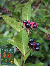 Image result for Caprifoliaceae