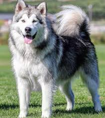 These puppies are farm and family raised. Estekwalan Alaskan Malamutes Home Facebook