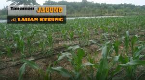 Namun dari berbagai jenis tanah yang ada di sekitar kita, tidak semuanya cocok untuk digunakan sebagai media pertumbuhan bagi tanaman. 7 Jenis Tanaman Ini Cocok Di Tanah Tandus Kering Berbatu Dan Cadas