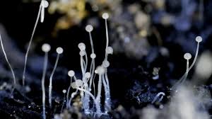 It's commonly found in soil, leaves and animal dung. Deadly Black Fungus Infection Found In Covid 19 Patients In India