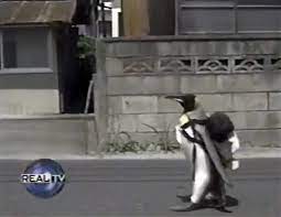 I decided that i really want one as a pet. A Rescued King Penguin S Family Taught It How To Buy Fish From Fish Market On Its