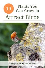 However, there are certain things to keep in mind. 19 Plants You Can Grow To Attract Birds Flowers Trees Berries Shrubs Gardening Channel