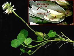 Based on the position of calyx, corolla, and androecium with. Bean Flowers