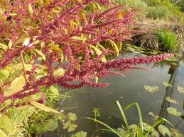 Image result for Amaranthus hybridus
